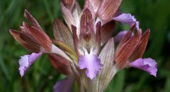 Anacamptis papilionacea (Poir.) R.M. Bateman, Pridgeon & M.W. Chase