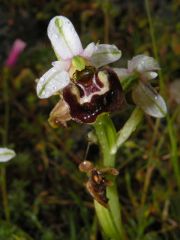 Ophrys holosericea subsp. annae (Devillers-Tersch. & Devillers) H. Baumann Giotta, Künkele, R. Lorenz & Piccitto