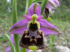 Ophrys holosericea subsp. annae (Devillers-Tersch. & Devillers) H. Baumann Giotta, Künkele, R. Lorenz & Piccitto