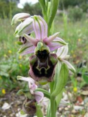 Ophrys holosericea subsp. annae (Devillers-Tersch. & Devillers) H. Baumann Giotta, Künkele, R. Lorenz & Piccitto