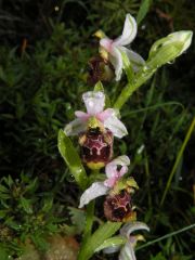 Ophrys holosericea subsp. annae (Devillers-Tersch. & Devillers) H. Baumann Giotta, Künkele, R. Lorenz & Piccitto