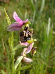 Ophrys holosericea subsp. annae (Devillers-Tersch. & Devillers) H. Baumann Giotta, Künkele, R. Lorenz & Piccitto