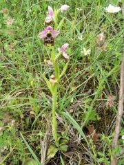 Ophrys holosericea subsp. annae (Devillers-Tersch. & Devillers) H. Baumann Giotta, Künkele, R. Lorenz & Piccitto