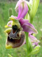 Ophrys holosericea subsp. annae (Devillers-Tersch. & Devillers) H. Baumann Giotta, Künkele, R. Lorenz & Piccitto