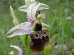 Ophrys holosericea subsp. annae (Devillers-Tersch. & Devillers) H. Baumann Giotta, Künkele, R. Lorenz & Piccitto