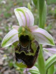 Ophrys holosericea subsp. annae (Devillers-Tersch. & Devillers) H. Baumann Giotta, Künkele, R. Lorenz & Piccitto