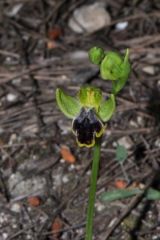 Ophrys fusca subsp. marmorata (G. Foelsche & W. Foelsche) Kreutz