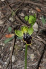 Ophrys fusca subsp. marmorata (G. Foelsche & W. Foelsche) Kreutz