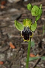 Ophrys fusca subsp. marmorata (G. Foelsche & W. Foelsche) Kreutz