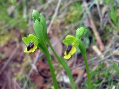 Ophrys lutea subsp. minor (Tod.) O. Danesch & E. Danesch