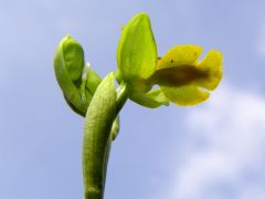 Ophrys lutea subsp. minor (Tod.) O. Danesch & E. Danesch