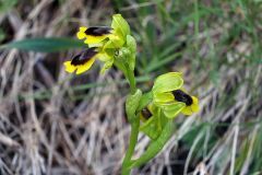 Ophrys lutea subsp. minor (Tod.) O. Danesch & E. Danesch