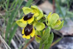 Ophrys lutea subsp. minor (Tod.) O. Danesch & E. Danesch