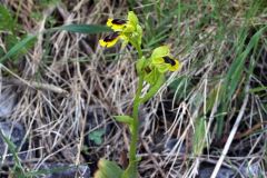 Ophrys lutea subsp. minor (Tod.) O. Danesch & E. Danesch