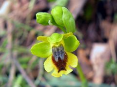 Ophrys lutea subsp. minor (Tod.) O. Danesch & E. Danesch