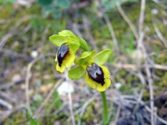 Ophrys lutea subsp. minor (Tod.) O. Danesch & E. Danesch