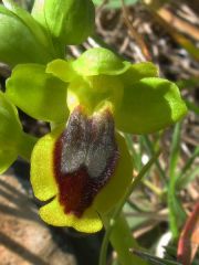 Ophrys lutea subsp. minor (Tod.) O. Danesch & E. Danesch