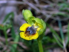 Ophrys lutea subsp. minor (Tod.) O. Danesch & E. Danesch