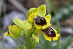 Ophrys lutea subsp. minor (Tod.) O. Danesch & E. Danesch