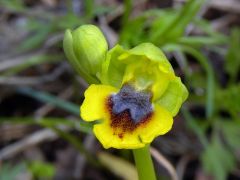 Ophrys lutea subsp. minor (Tod.) O. Danesch & E. Danesch