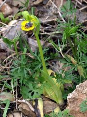 Ophrys lutea subsp. minor (Tod.) O. Danesch & E. Danesch