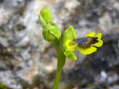 Ophrys lutea subsp. minor (Tod.) O. Danesch & E. Danesch