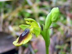 Ophrys lutea subsp. minor (Tod.) O. Danesch & E. Danesch