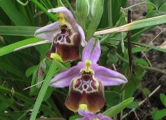 Ophrys oxyrrhynchos subsp. calliantha (Bartolo & Pulv.) Galesi, Cristaudo & Maugeri