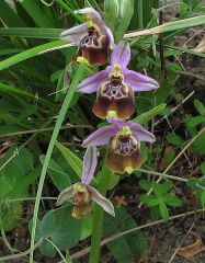 Ophrys oxyrrhynchos subsp. calliantha (Bartolo & Pulv.) Galesi, Cristaudo & Maugeri