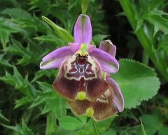 Ophrys oxyrrhynchos subsp. calliantha (Bartolo & Pulv.) Galesi, Cristaudo & Maugeri