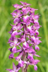 Orchis x loreziana Brugger