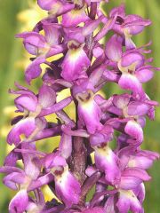 Orchis x loreziana Brugger