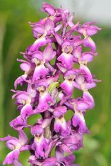 Orchis x loreziana Brugger