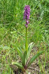 Orchis x loreziana Brugger