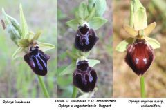 Ophrys x argentariensis Ruppert.