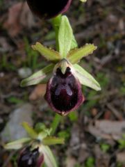 Ophrys incubacea subsp. incubacea Bianca x ophrys exaltata subsp. morisii (Martelli) Del Prete.