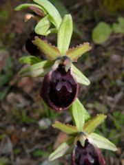 Ophrys incubacea subsp. incubacea Bianca x ophrys exaltata subsp. morisii (Martelli) Del Prete.