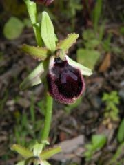 Ophrys incubacea subsp. incubacea Bianca x ophrys exaltata subsp. morisii (Martelli) Del Prete.