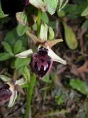 Ophrys incubacea subsp. incubacea Bianca x ophrys exaltata subsp. morisii (Martelli) Del Prete