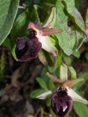 Ophrys incubacea subsp. incubacea Bianca x ophrys exaltata subsp. morisii (Martelli) Del Prete.