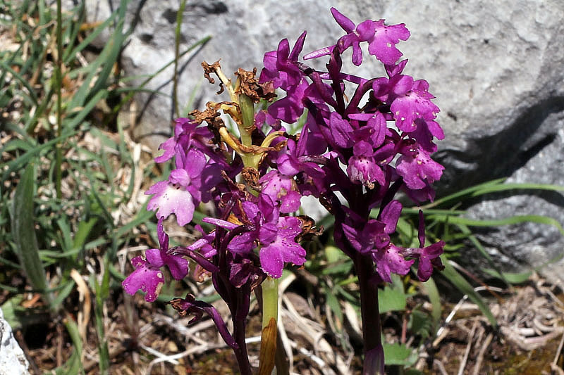 Orchis x pseudoanatolica H. Fleischm.