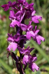 Orchis x pseudoanatolica H. Fleischm.