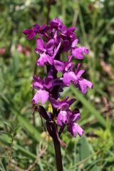 Orchis x pseudoanatolica H. Fleischm.