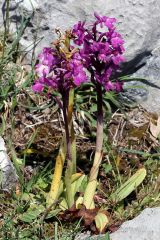 Orchis x pseudoanatolica H. Fleischm.