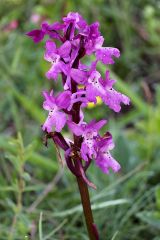 Orchis x pseudoanatolica H. Fleischm.