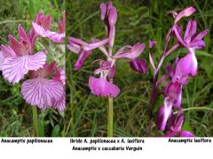 Anacamptis x caccabaria Verguin