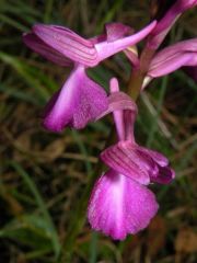 Anacamptis x caccabaria Verguin