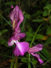 Anacamptis x caccabaria Verguin