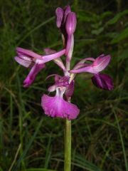 Anacamptis x caccabaria Verguin