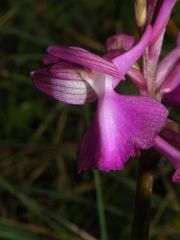 Anacamptis x caccabaria Verguin